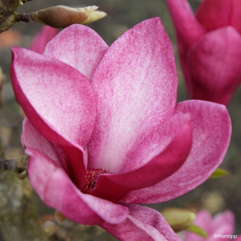 Magnolia Starburst (Floração)