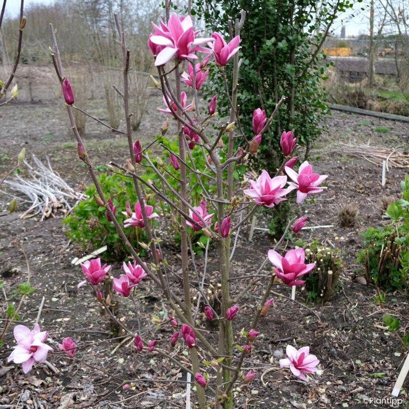 Magnolia Starburst (Hábito)