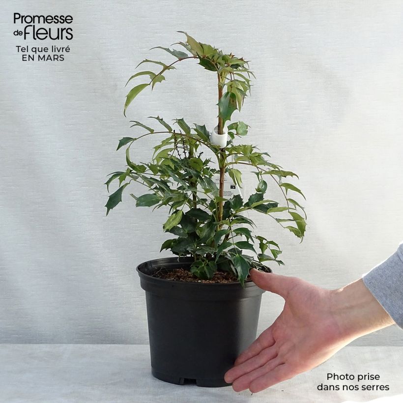 Amostra de Mahónia nitens Cabaret Vaso de 2 L/3 L tal como entregue na primavera