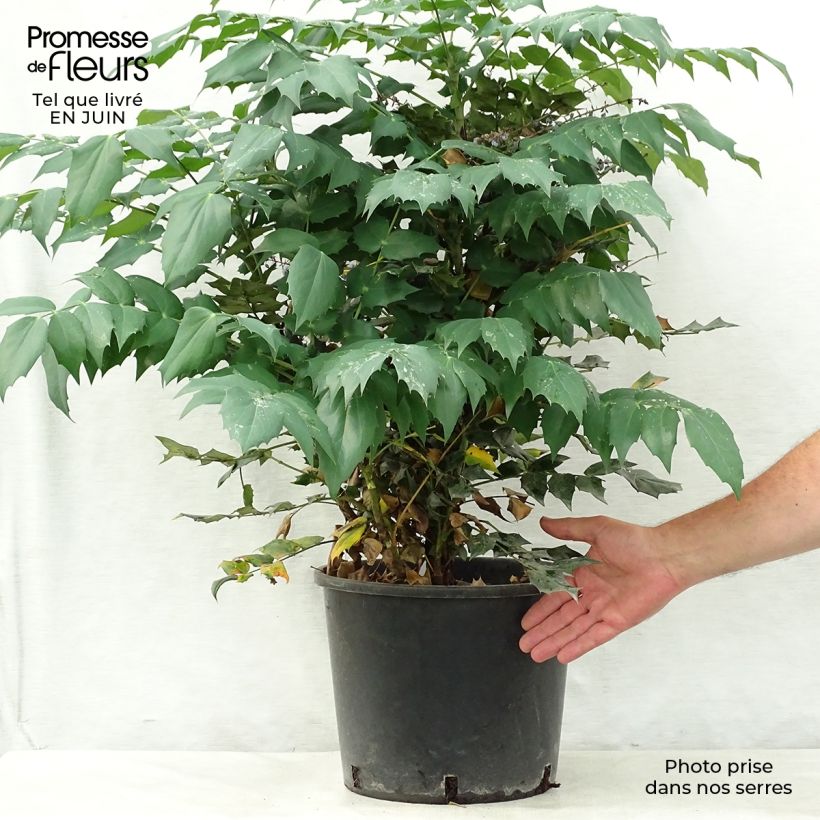 Amostra de Mahónia japonica Hivernant Vaso de 7,5 L/10 L tal como entregue no verão