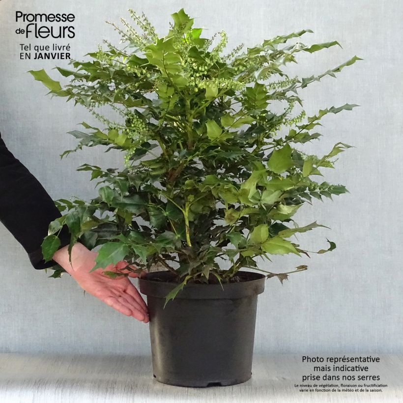 Amostra de Mahonia Japonica Hivernant Vaso de 7,5 L/10 L tal como entregue no inverno