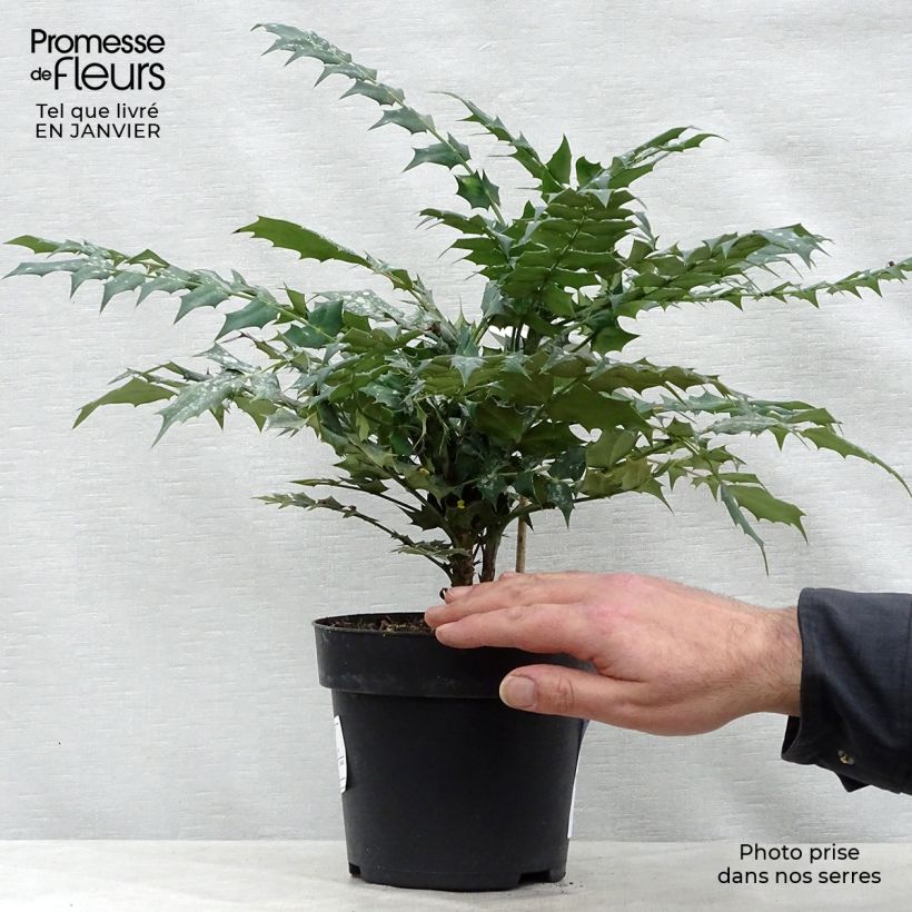 Amostra de Mahónia-de-inverno Charity Vaso de 2 L/3 L tal como entregue no inverno