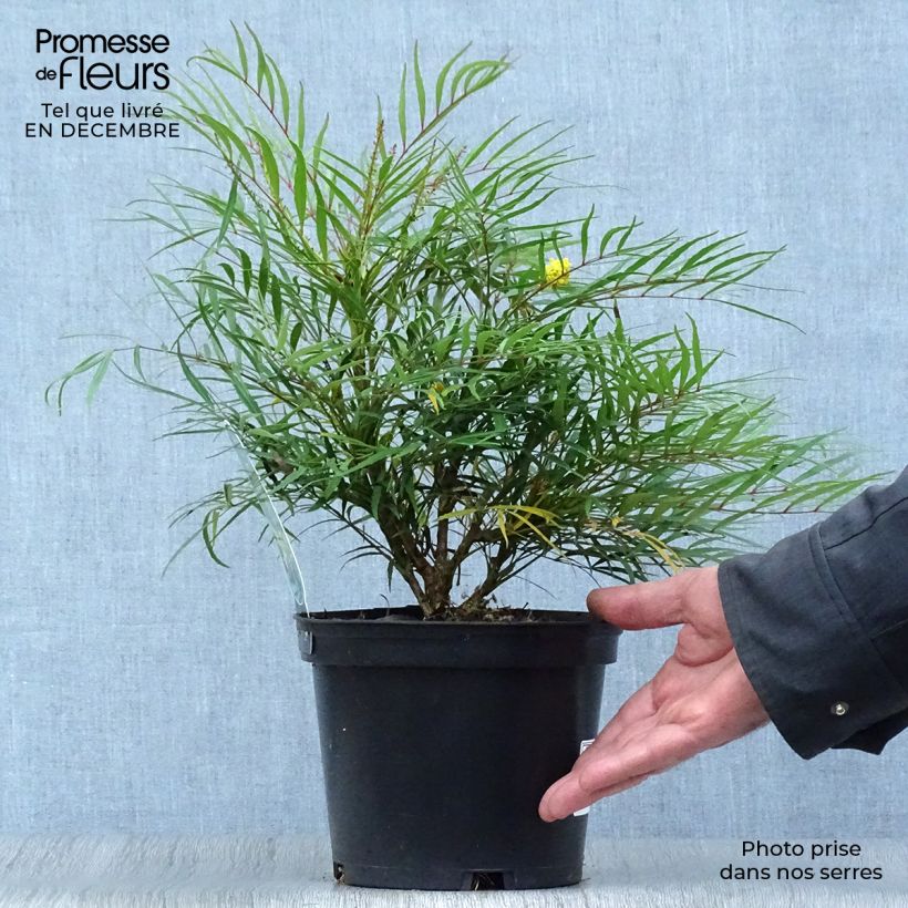 Amostra de Mahónia eurybracteata Soft Caress Vaso de 3 L/4 L tal como entregue no inverno