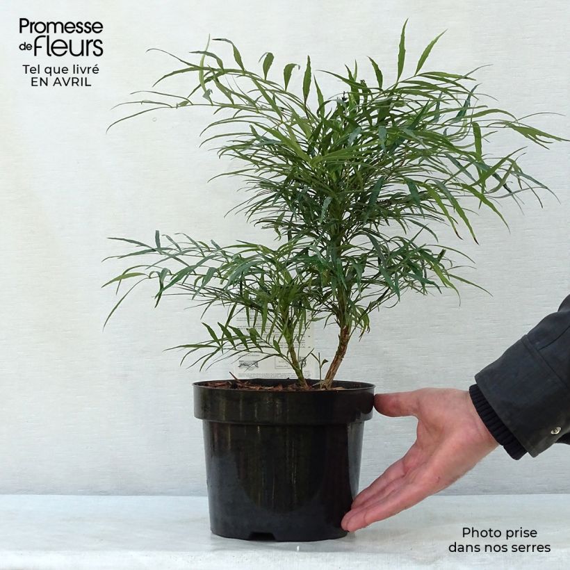 Amostra de Mahónia eurybracteata Soft Caress Vaso de 3 L/4 L tal como entregue na primavera