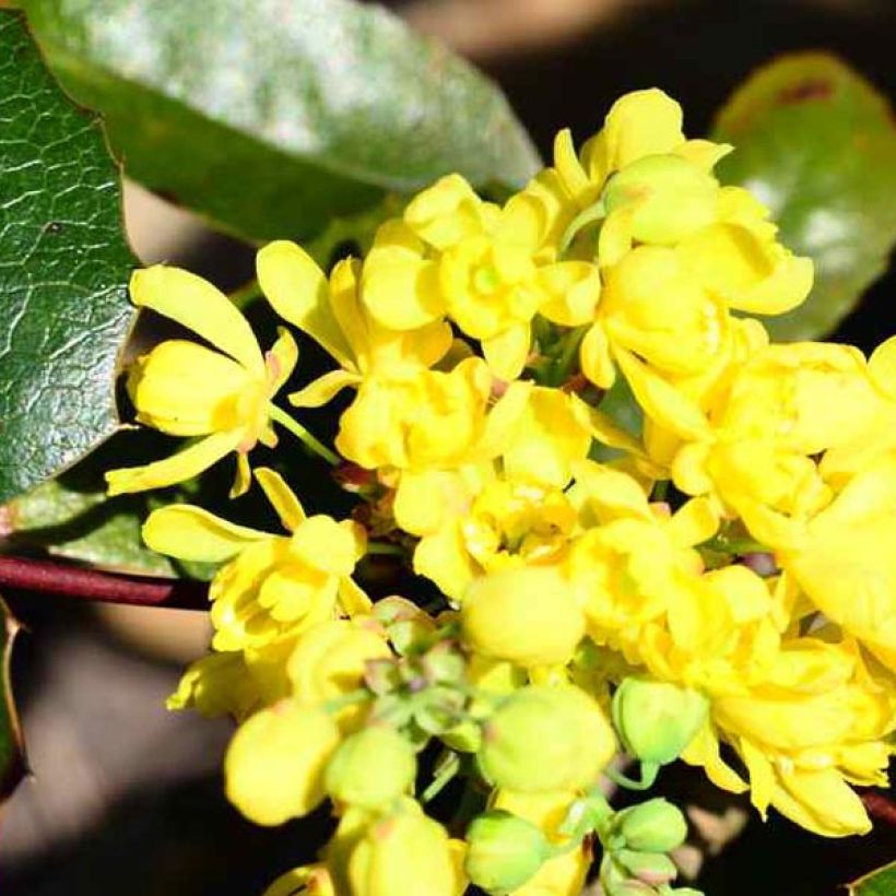 Mahonia aquifolium (Floração)