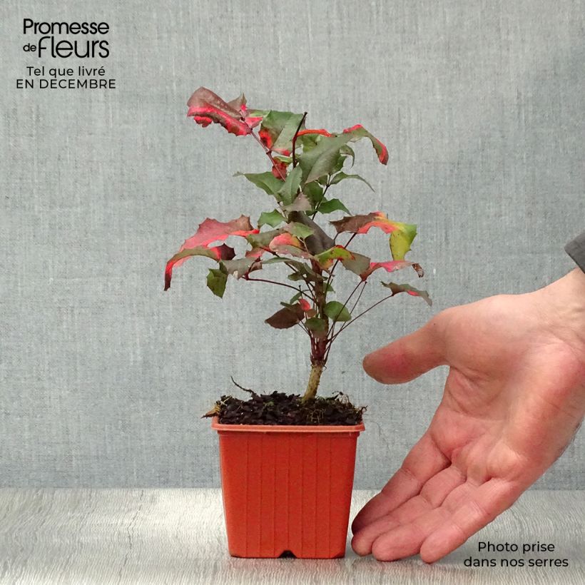 Amostra de Mahonia aquifolium Vaso de 8/9 cm tal como entregue no inverno