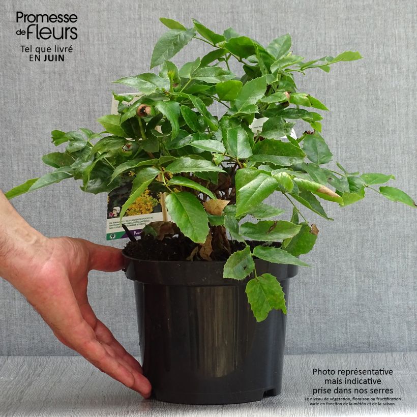 Amostra de Mahónia aquifolium Apollo Vaso de 2 L/3 L tal como entregue no verão