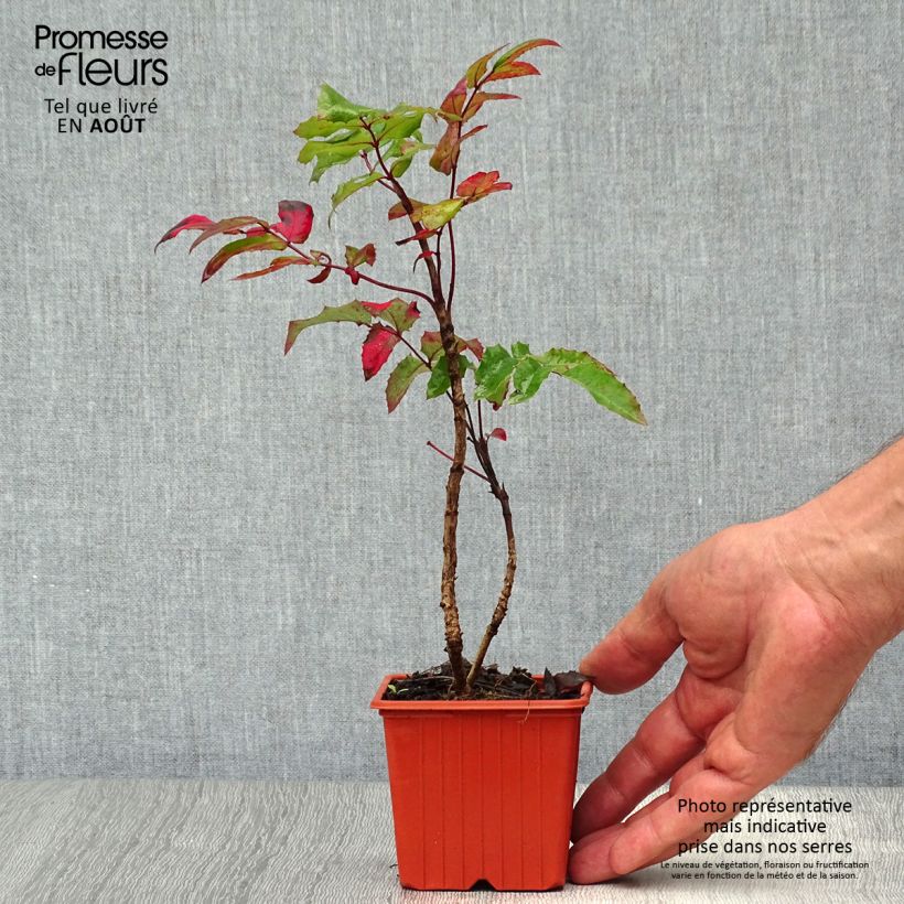 Amostra de Mahonia aquifolium Vaso de 8/9 cm tal como entregue no verão