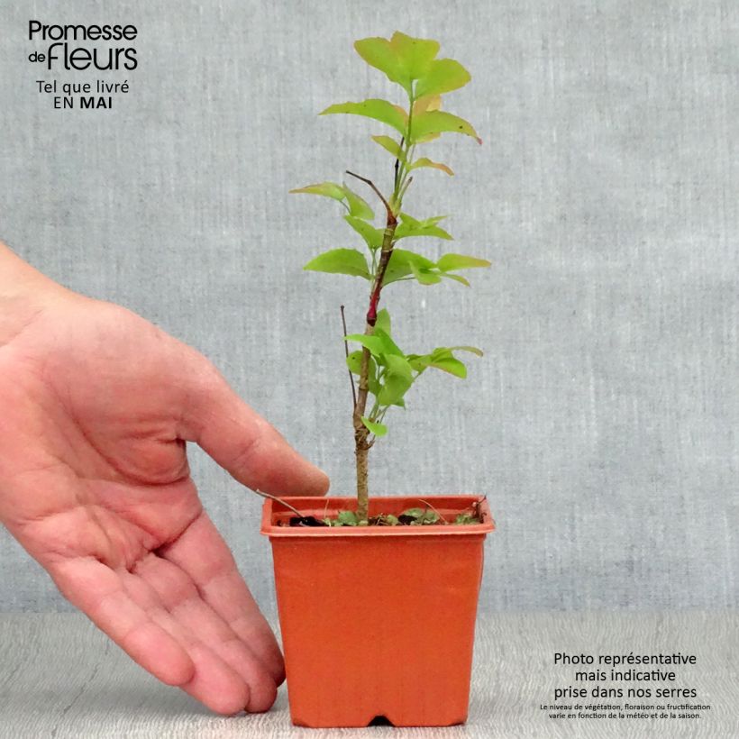 Amostra de Mahonia aquifolium Vaso de 8/9 cm tal como entregue na primavera