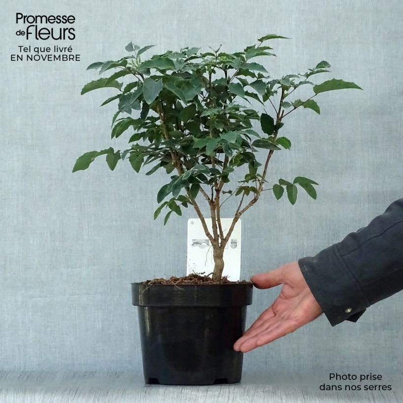 Amostra de Mahonia aquifolium Vaso de 2 L/3 L tal como entregue no outono
