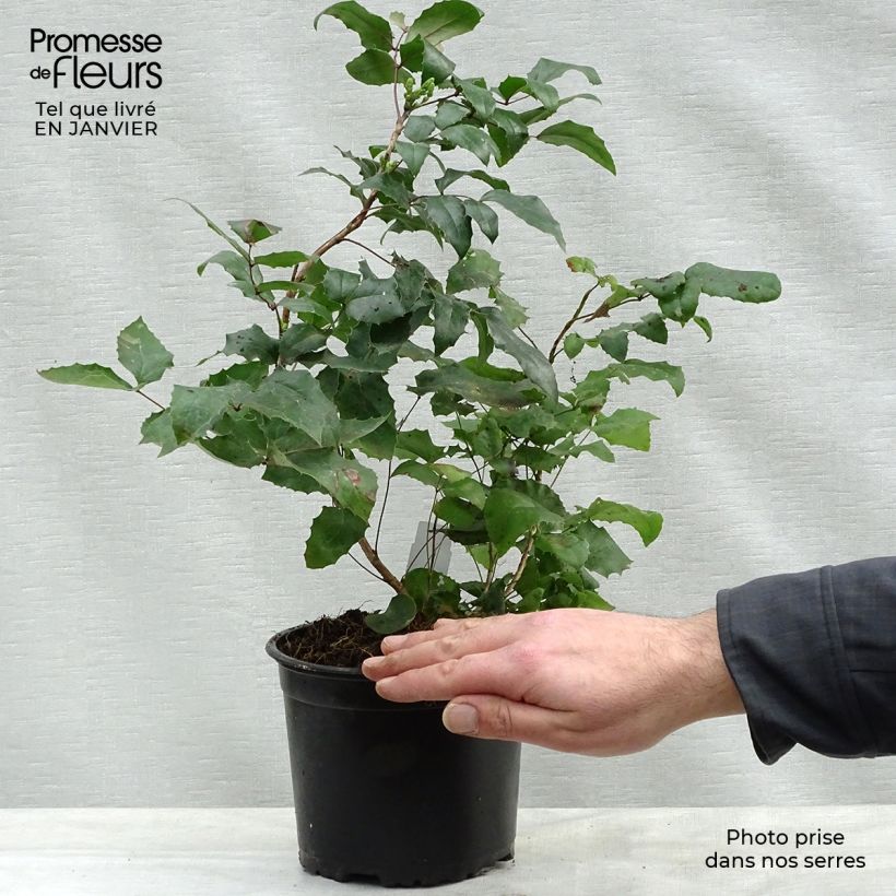 Amostra de Mahonia aquifolium Vaso de 2 L/3 L tal como entregue no inverno