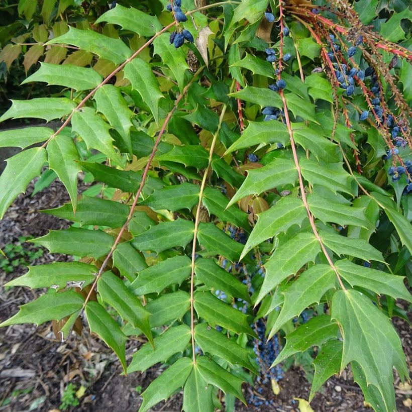 Mahonia bealei (Folhagem)