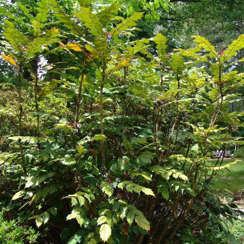 Mahonia bealei (Hábito)