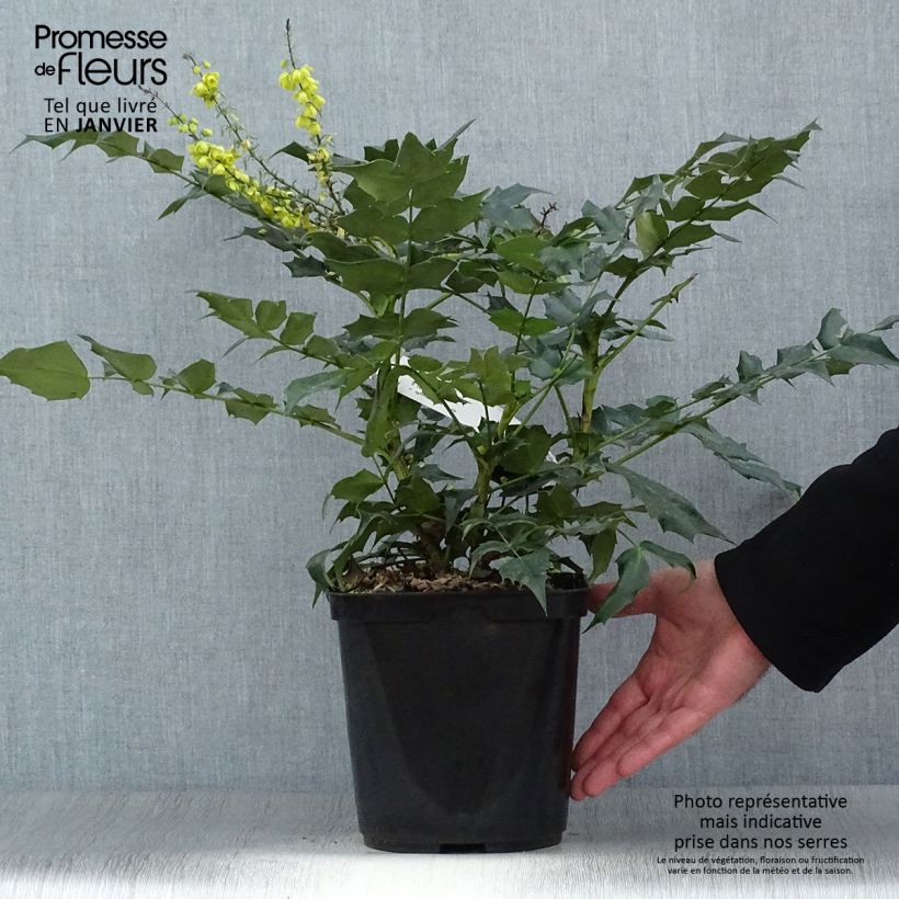 Amostra de Mahonia bealei Vaso de 3 L/4 L tal como entregue no inverno