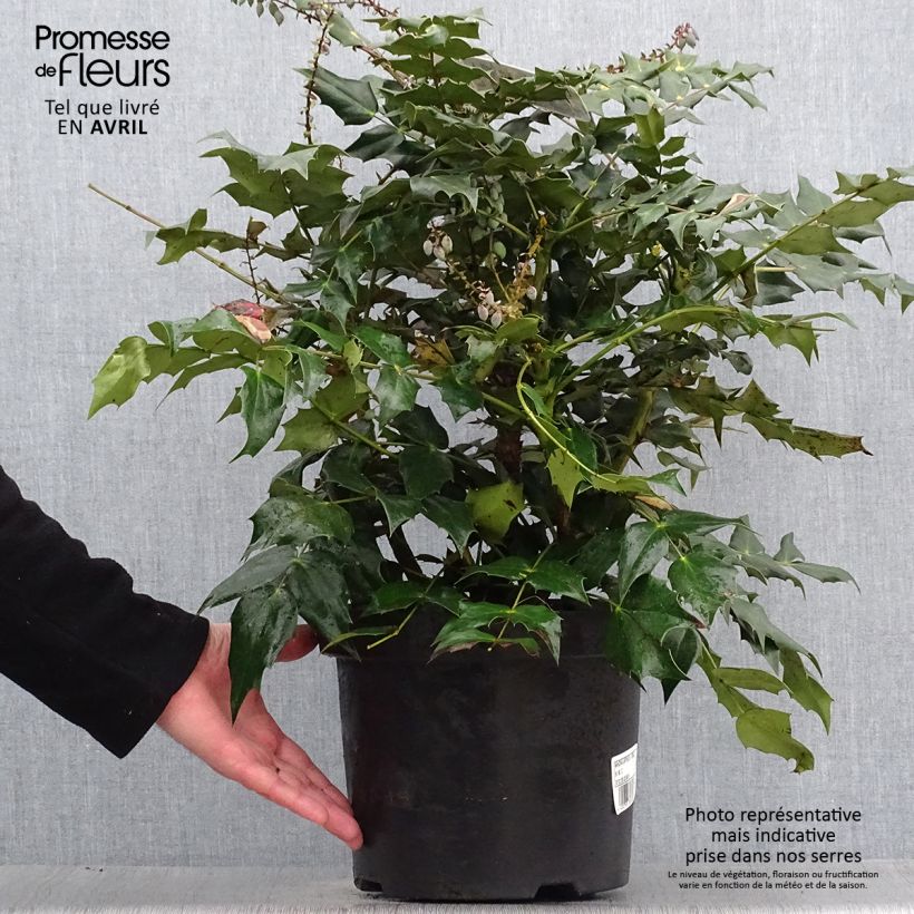 Amostra de Mahónia japonica Hivernant Vaso de 7,5 L/10 L tal como entregue na primavera