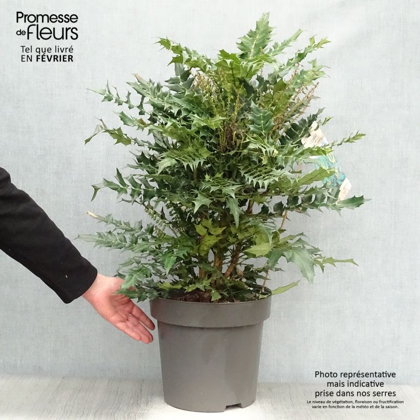 Amostra de Mahonia media Winter Sun Vaso de 7,5 L/10 L tal como entregue no inverno