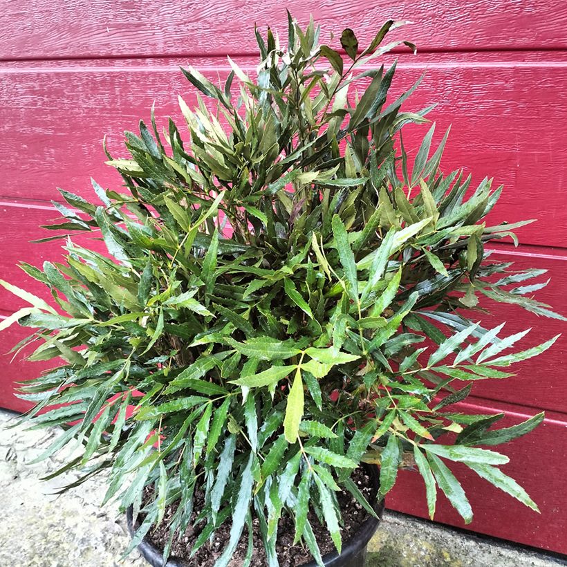 Mahónia sinensis (Hábito)