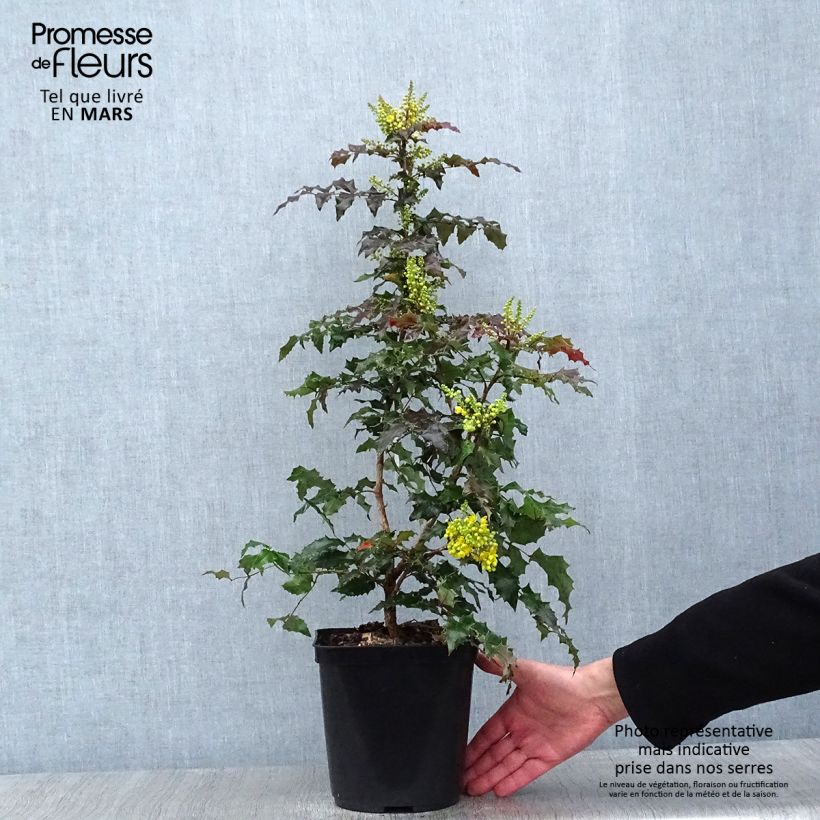 Amostra de Mahonia (x) wagneri Fireflame  Vaso de 4 L/5 L tal como entregue no inverno