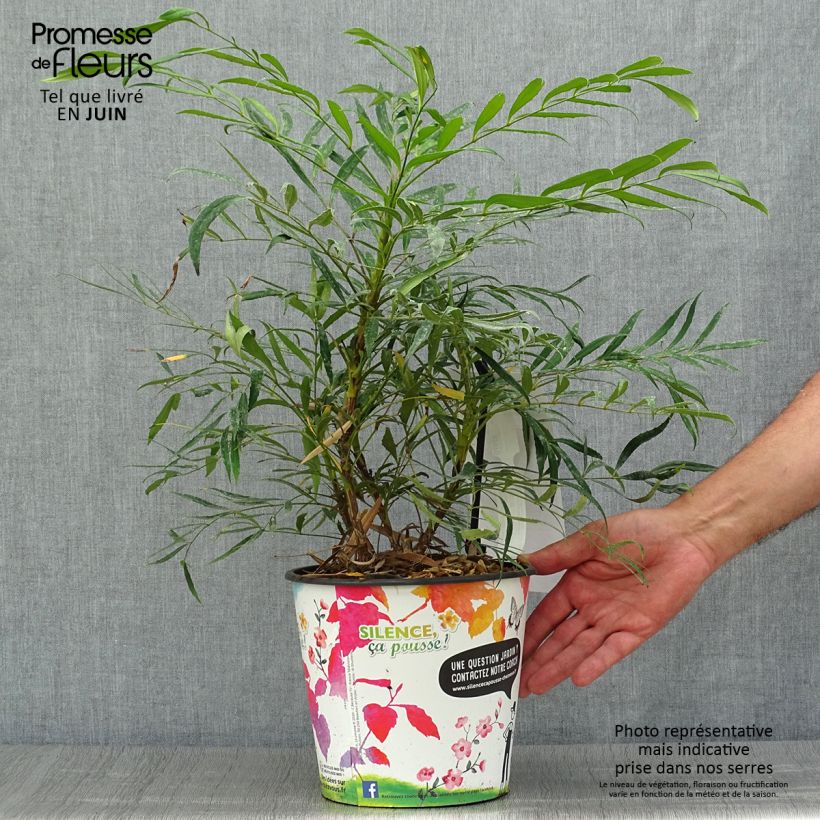 Amostra de Mahónia eurybracteata Sweet Winter Vaso de 3 L/4 L tal como entregue no verão