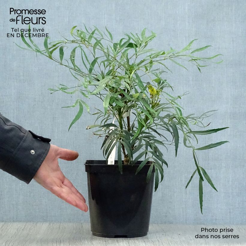 Amostra de Mahonie à feuilles de houx - Mahonia eurybracteata Sweet Winter Vaso de 3 L/4 L tal como entregue no inverno