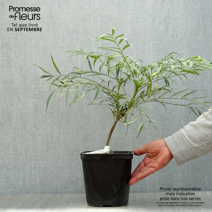 Amostra de Mahónia eurybracteata Sweet Winter Vaso de 3 L/4 L tal como entregue no outono