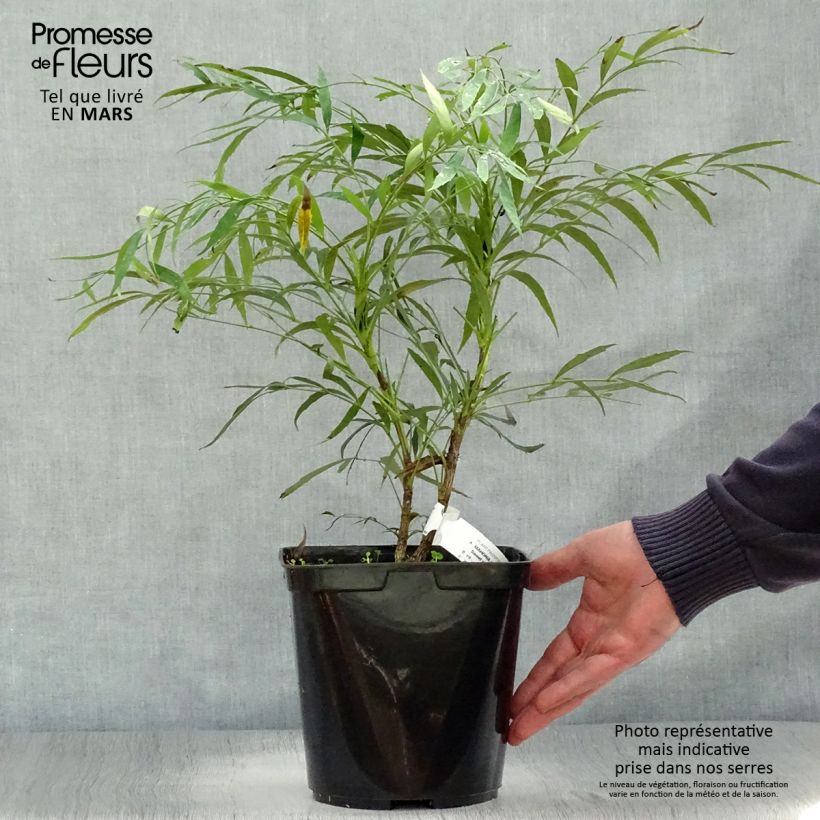 Amostra de Mahónia eurybracteata Sweet Winter Vaso de 3 L/4 L tal como entregue na primavera