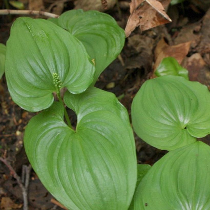 Maianthemum bifolium (Folhagem)