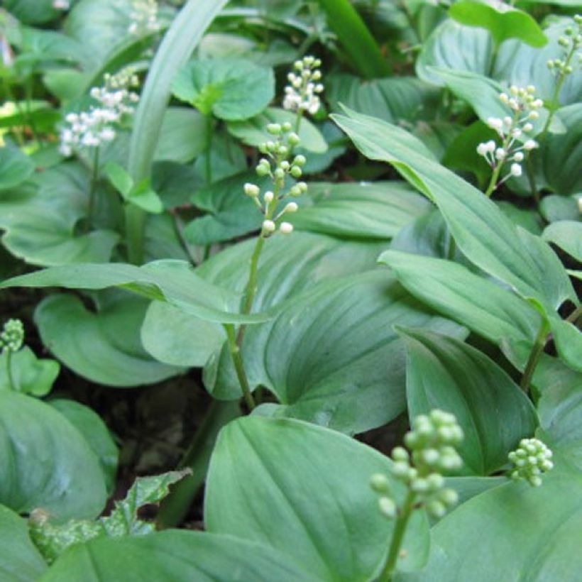 Maianthemum bifolium (Floração)