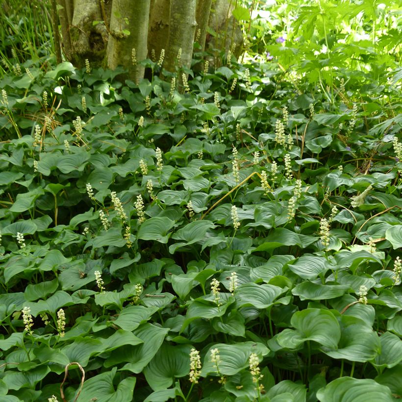 Maianthemum bifolium (Hábito)