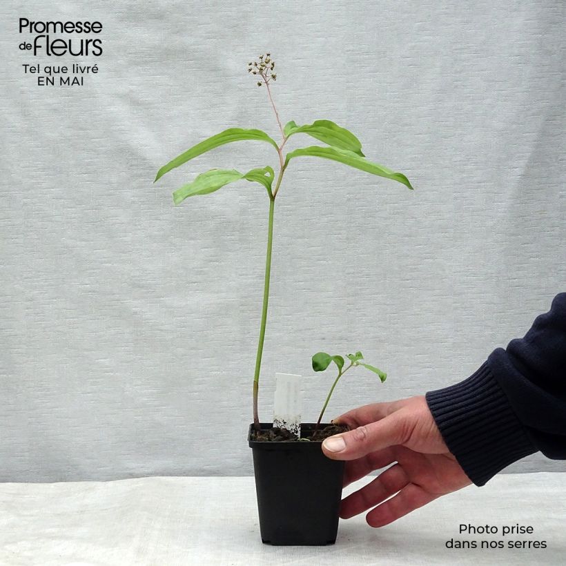 Amostra de Maianthemum bifolium Vaso de 8/9 cm tal como entregue na primavera