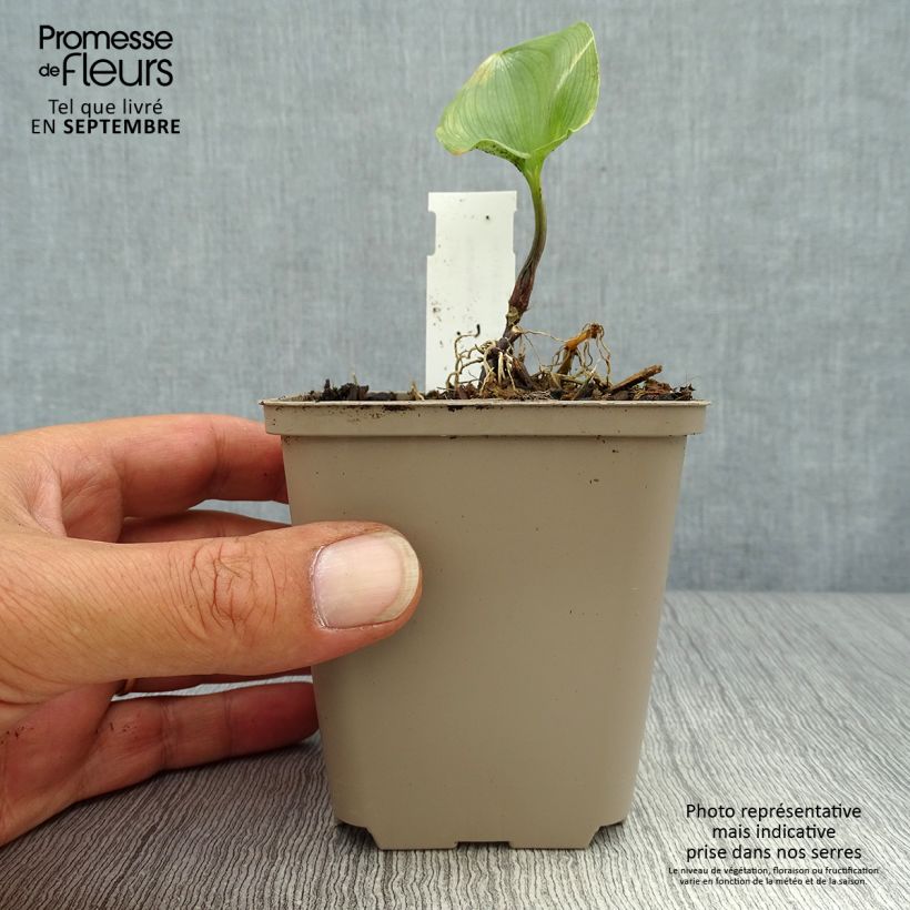Amostra de Maianthemum kamtschaticum Vaso de 8/9 cm tal como entregue no outono