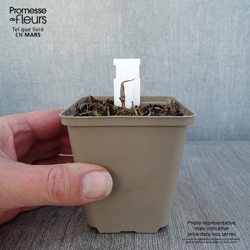 Amostra de Maianthemum kamtschaticum Vaso de 8/9 cm tal como entregue no inverno