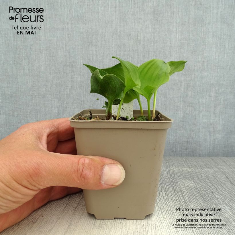 Amostra de Maianthemum kamtschaticum Vaso de 8/9 cm tal como entregue na primavera