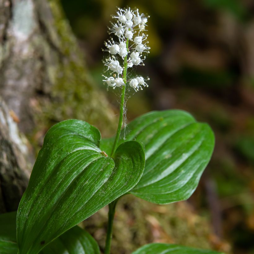 Maianthemum kamtschaticum (Floração)