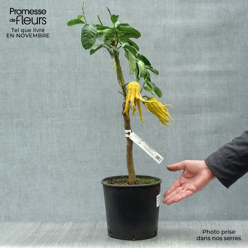 Amostra de Cidra mão-de-buda - Citrus medica var. sarcodactylis Vaso de 4 L/5 L, 1/4 de haste tal como entregue no outono