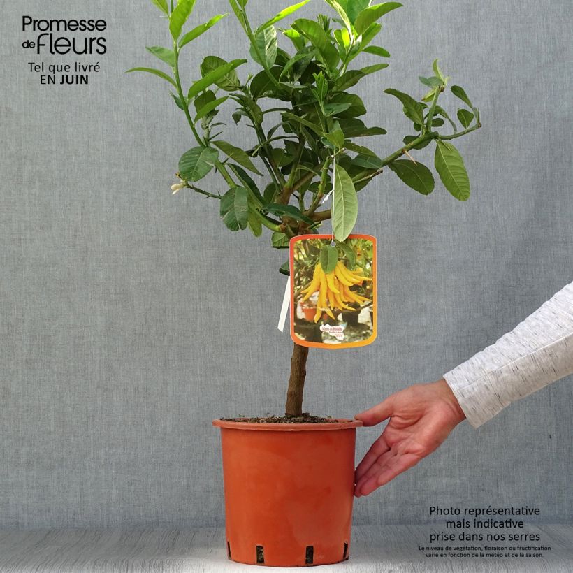 Amostra de Cidra mão-de-buda - Citrus medica var. sarcodactylis Vaso de 4 L/5 L, 1/4 de haste tal como entregue no verão