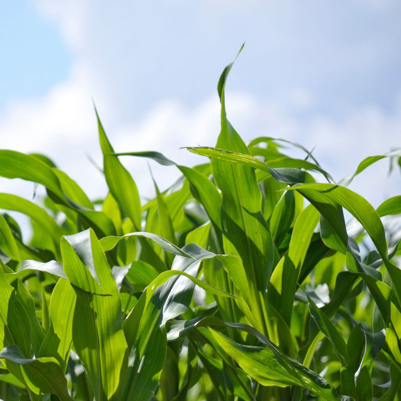 Milho forrageiro adubo verde - Zea mays (Folhagem)
