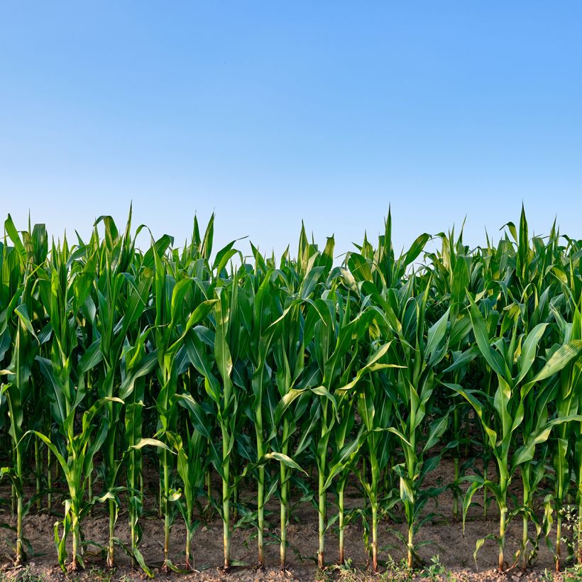 Milho forrageiro adubo verde - Zea mays (Hábito)
