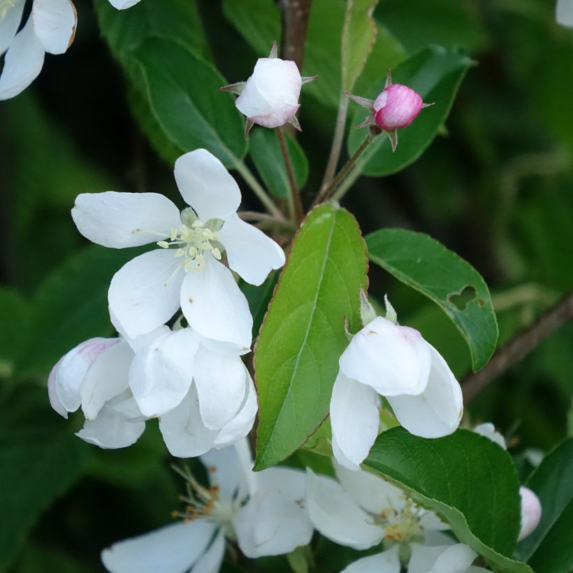 Malus Comtesse De Paris (Floração)