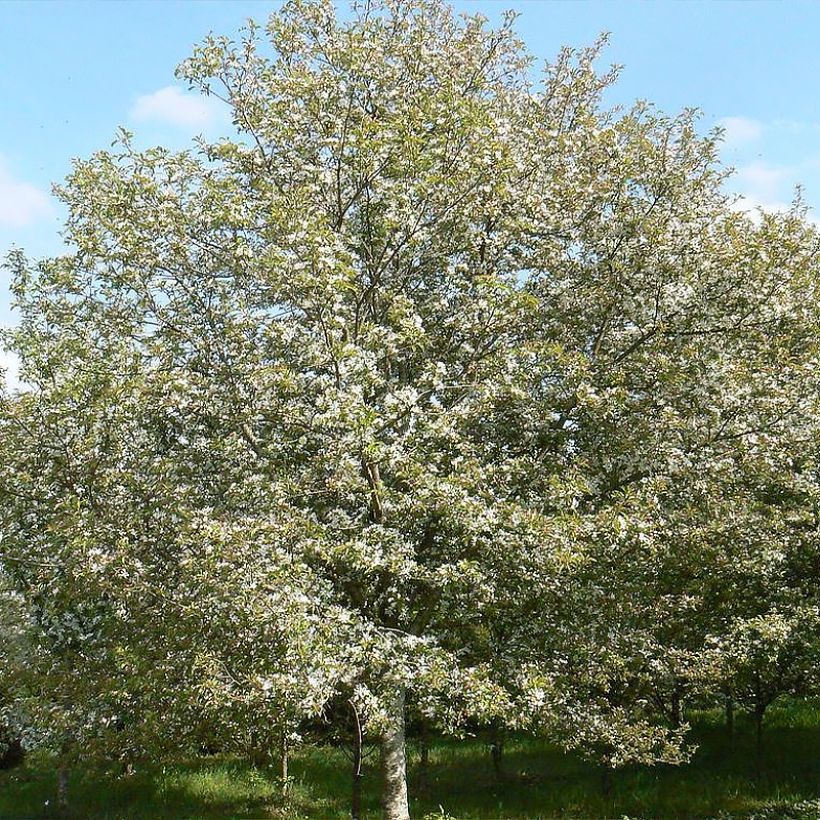 Malus Comtesse De Paris (Hábito)