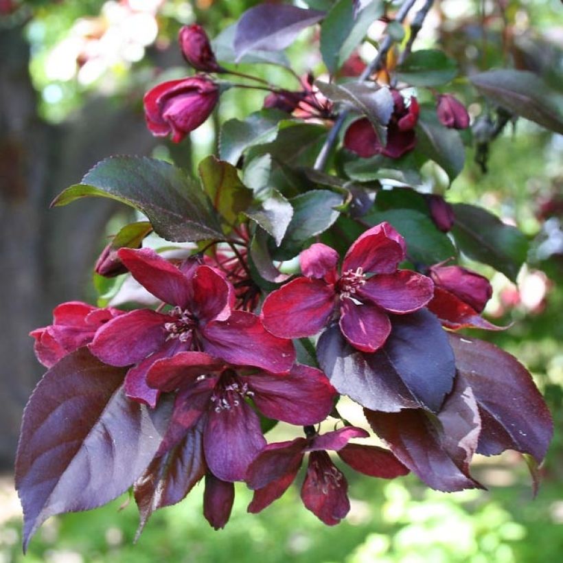 Malus Royalty (Folhagem)