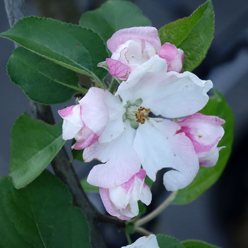 Macieira Golden Noble - Malus domestica (Floração)