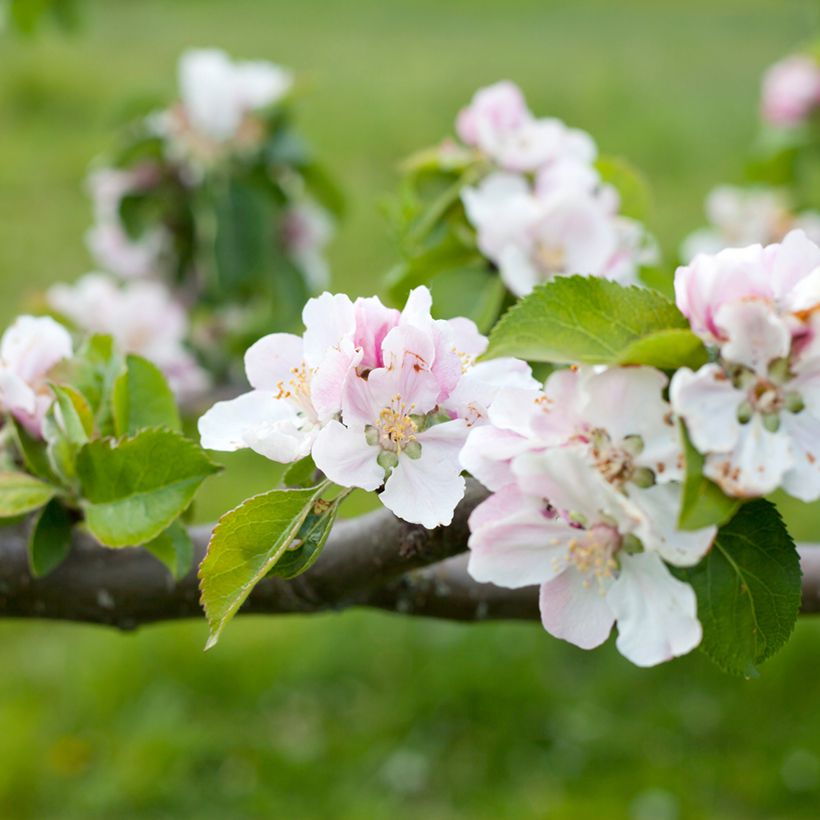 Macieira Bramleys Seedling - Malus domestica (Floração)