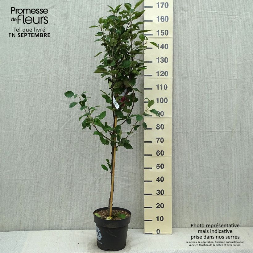 Amostra de Macieira Ingrid Marie - Malus domestica Vaso de 7,5 L/10 L tal como entregue no outono