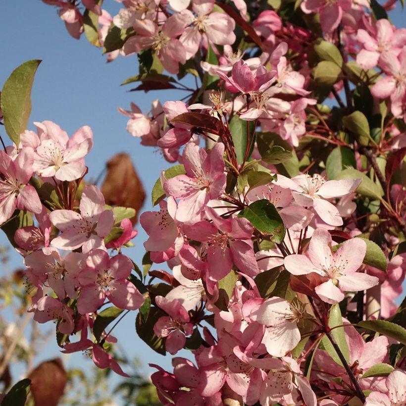 Malus Ola (Floração)