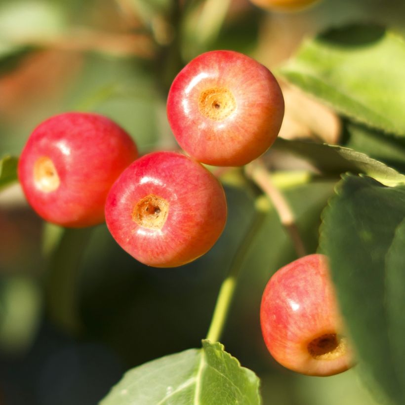 Malus Red Jewel (Colheita)