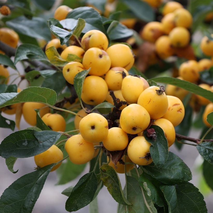 Malus robusta Yellow Siberian - Macieira ornamental (Colheita)
