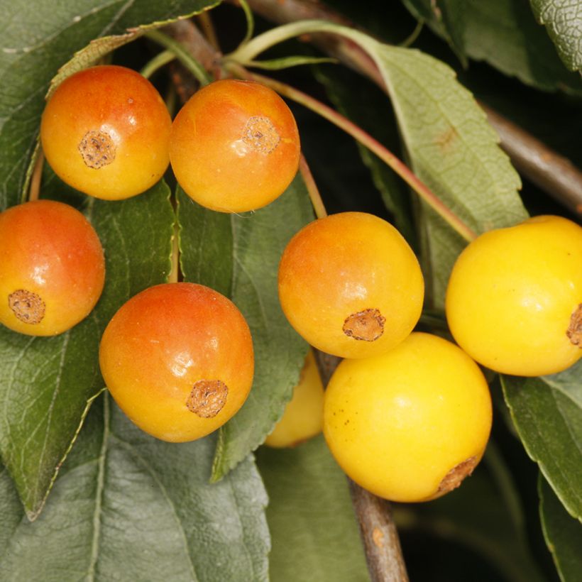 Malus sachalinensis Pendula - Macieira ornamental (Colheita)