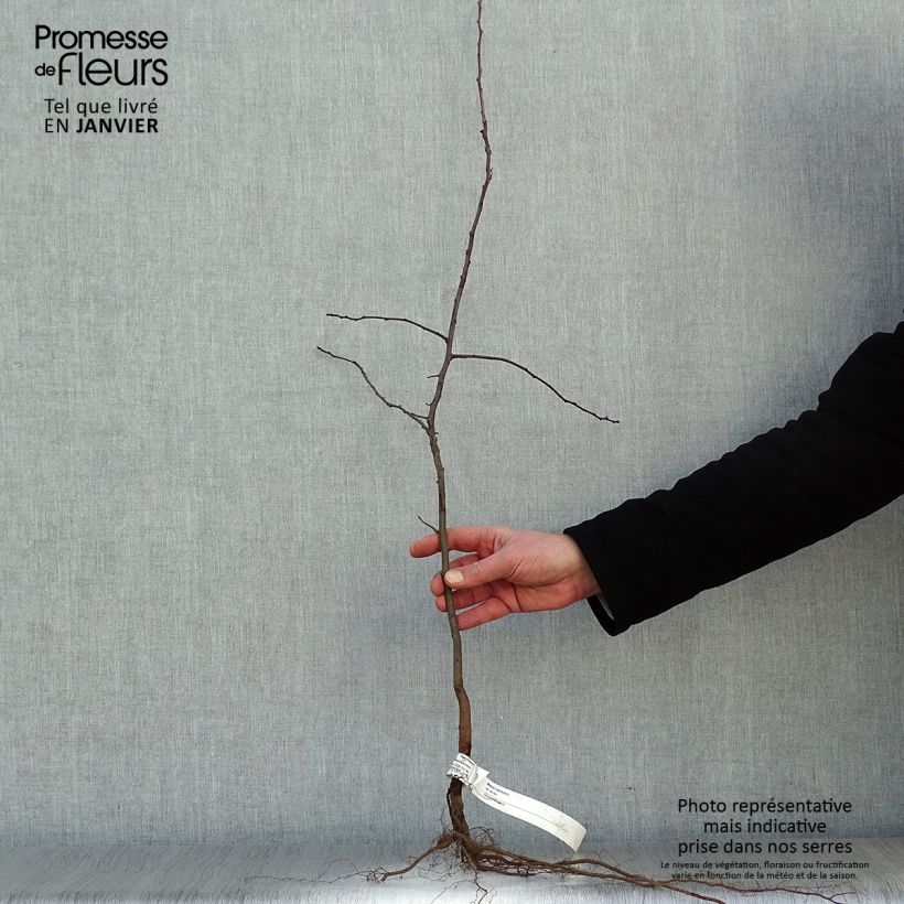 Amostra de Malus sylvestris - Macieira-brava Raízes nuas tal como entregue no inverno