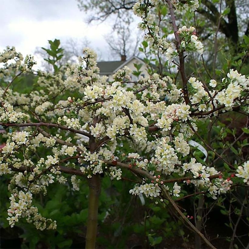 Malus toringo var. sargentii Tina - Macieira ornamental (Floração)